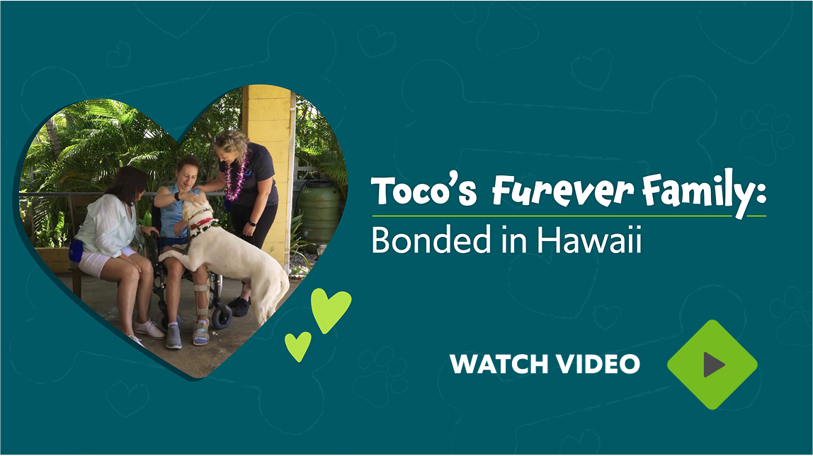 Toco’s FUREVER Family: Bonded in Hawaii