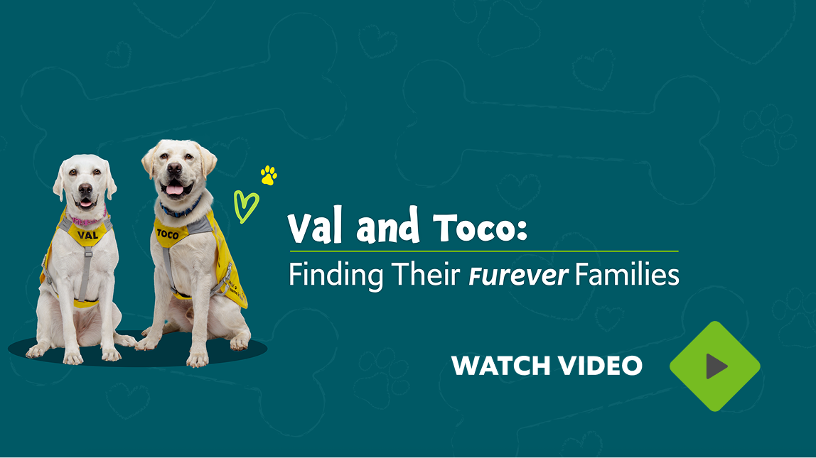 Val & Toco: Finding Their FUREVER Families