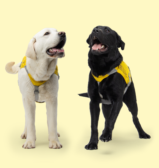 Val & Toco bark about being prepared with VALTOCO® (diazepam nasal spray) for people with episodes of frequent seizures