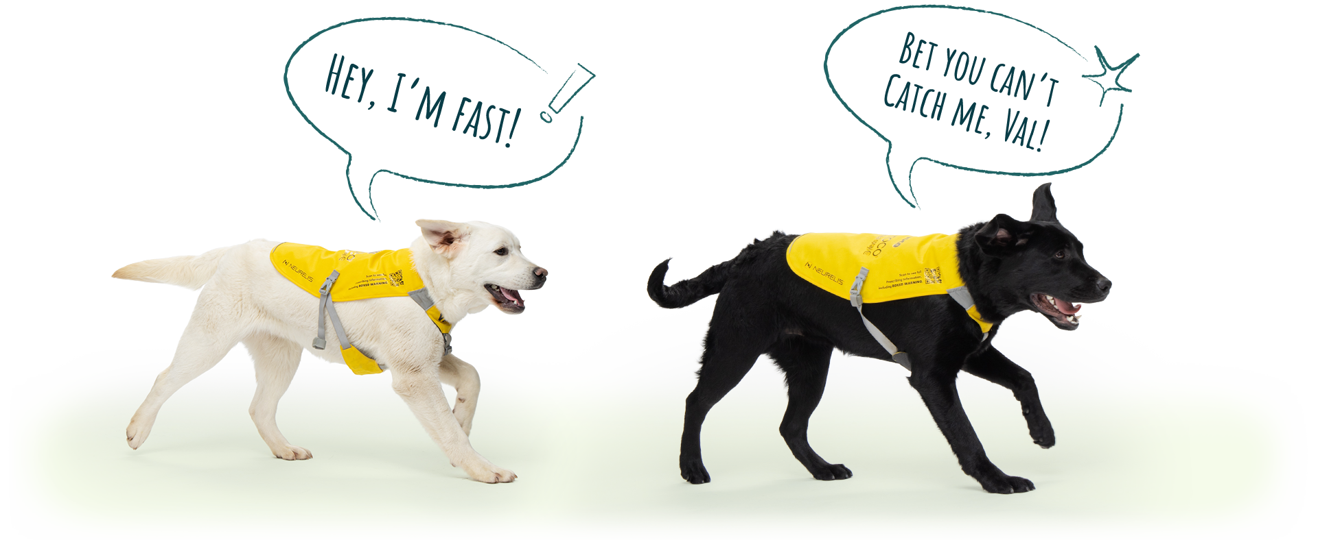 Seizure alert dogs, Val & Toco, are named after the immediate-use seizure medication VALTOCO for people with episodes of frequent seizures